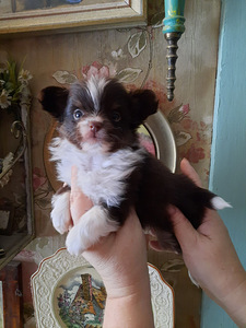 Chihuahua tüdrukud (2 foto / 10)