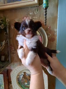 Chihuahua tüdrukud (8 foto / 10)