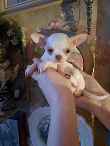 Chihuahua tüdrukud (10 foto / 10)