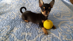 ILUS BEEBI CHIHUAHUA (1 foto / 3)