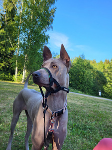 Myyn koiran. (1 valokuva sivusta 3)