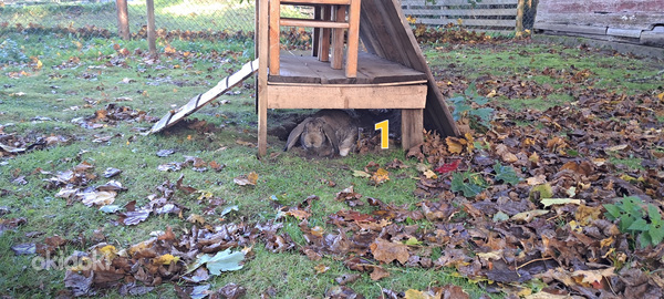 Кролик французкий баран (фото #2)