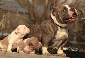 Kutsikad American Bully (4 foto / 7)