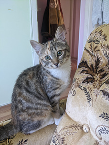 Kiisu/Kitten (tüdruk) väga ilus/väga ilus 3 kuud. (2 foto / 4)