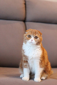Кошка вислоухая (2 фото из 9)