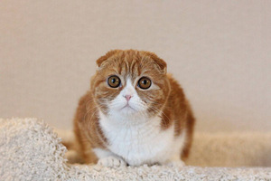 Кошка вислоухая (6 фото из 9)