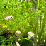 Мини цихлида фламинго+мини белый попугай (фото #2)
