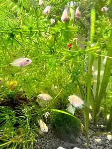 Mini flamingo tsichlid+mini valge papagoi (2 foto / 4)