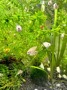 Mini flamingo tsichlid+mini valge papagoi (3 foto / 4)