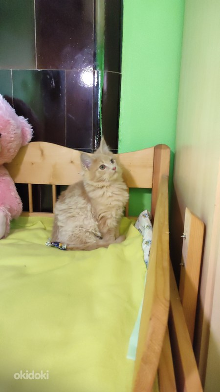 Котята Мейнкун (фото #8)
