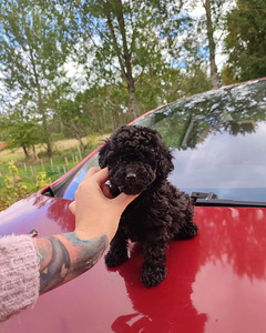 Sale poodles пудель. (4 foto / 7)
