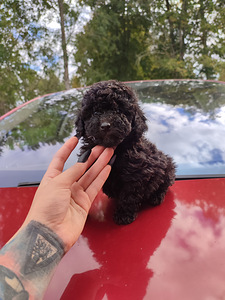 Sale poodles пудель. (6 foto / 7)