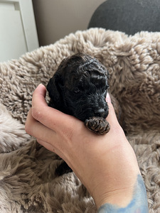 Toy/ kääbus poodle poiss (7 foto / 8)