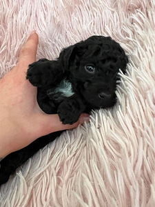 Toy/ kääbus poodle poiss (4 foto / 8)