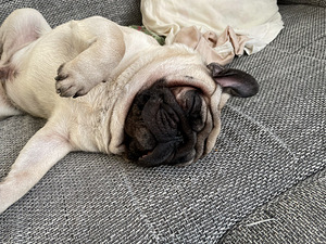 Mops Lyosha - alati paaritumiseks valmis)) (4 foto / 9)