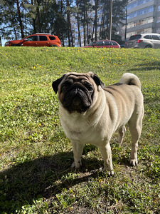 Mops Lyosha - alati paaritumiseks valmis)) (5 foto / 9)