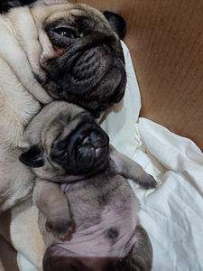 Mops Lyosha - alati paaritumiseks valmis)) (8 foto / 9)