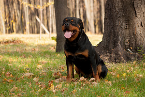 Rottweileri paaritumine (3 foto / 6)