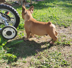 Prantsuse buldog (3 foto / 6)