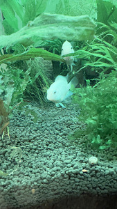Cichlasoma flamingo moodustatud paarivahetus võimalik (4 foto / 7)