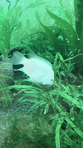 Cichlasoma flamingo moodustatud paarivahetus võimalik (5 foto / 7)
