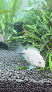 Cichlasoma flamingo moodustatud paarivahetus võimalik (7 foto / 7)