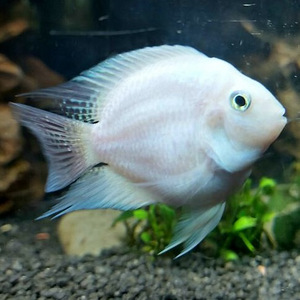 Guppy nelk must prints flamingo papagoid (6 foto / 7)