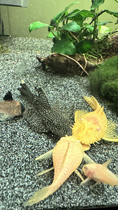 Ancustrus (3 foto / 6)