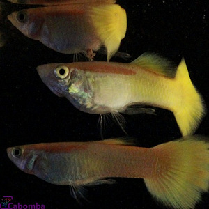 Ancustrus (6 foto / 6)