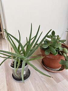 rahapuu aaloe vera aaloe (3 foto / 5)