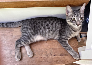 Ilus haruldase sinise tabby värvusega kassipoeg (1 foto / 10)