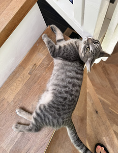 Ilus haruldase sinise tabby värvusega kassipoeg (3 foto / 10)