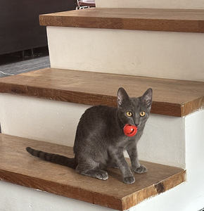 Ilus haruldase sinise tabby värvusega kassipoeg (8 foto / 10)