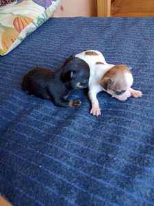 Chihuahua Chihuahua (5 foto / 7)