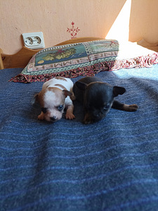 Chihuahua Chihuahua (6 foto / 7)