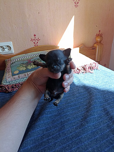 Chihuahua Chihuahua (7 foto / 7)