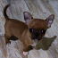 Chihuahua mini Boy 650 g. 21.01.24 sünd. (foto #4)