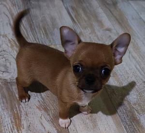 Chihuahua mini Boy 650 g. 21.01.24 sünd. (4 foto / 9)