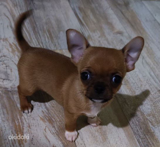 Chihuahua mini Boy 650 g. 21.01.24 sünd. (foto #4)