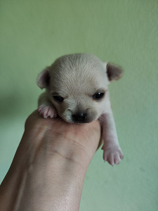 Chihuahua mini. Chihuahua mini isased (8 foto / 10)