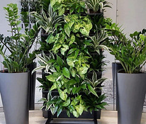 Внутренняя или наружная стена с растениями с индикатором