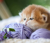 GOLDEN Chinchilla briti kassipoeg