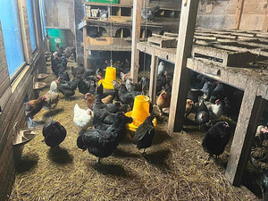 Müüa noored munakanad (9 kuud) (1 foto / 1)