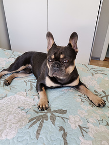 Prantsuse buldog otsib naist (2 foto / 4)