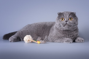 Šoti fold kass Bonya Scottish fold (10 foto / 10)