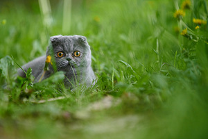 Scottish Fold Baldi (2 foto / 8)