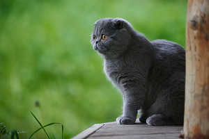 Scottish Fold Baldi (3 foto / 8)