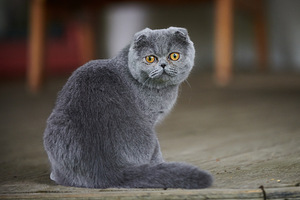 Scottish Fold Baldi (7 foto / 8)