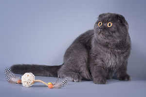 Scottish Fold Bonia (1 foto / 4)
