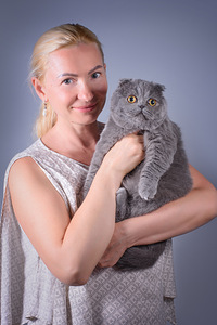 Шотландская вислоухая кошка Балди (6 фото из 6)
